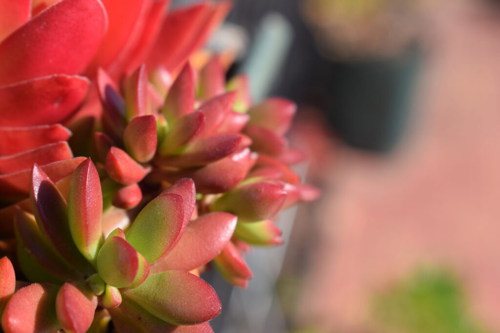 Seperate flower