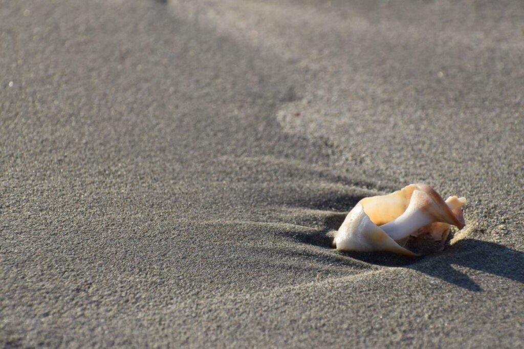 Shell