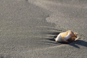 Shell