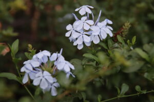 magnifying flowers