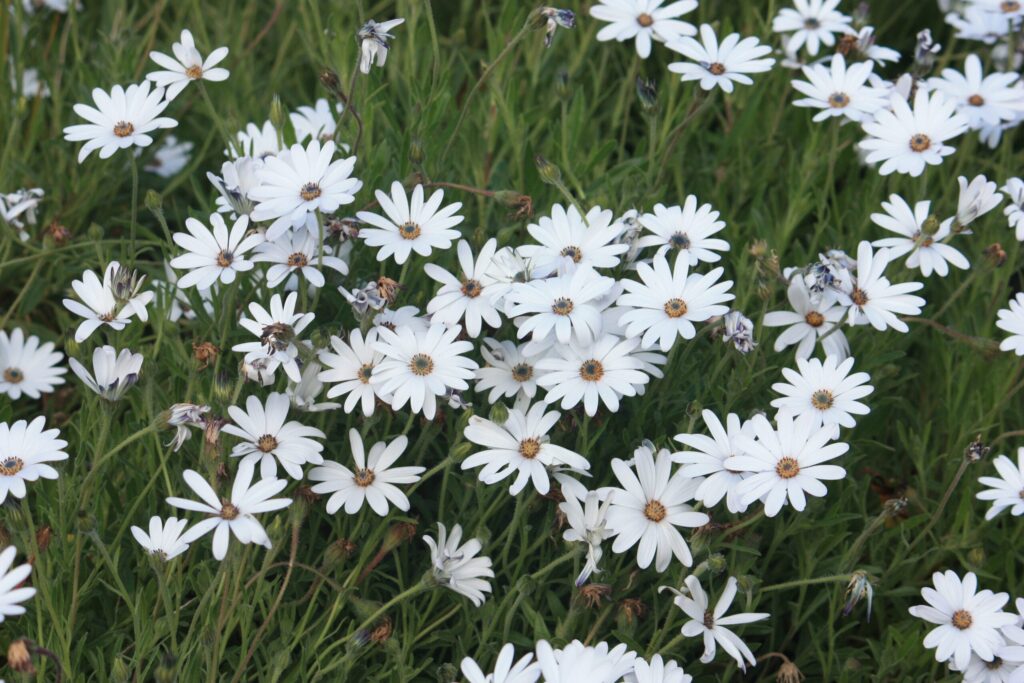 Seed sowning