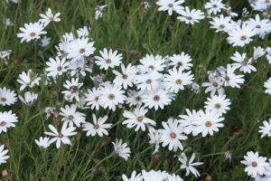 Seed sowning