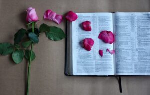 Rose with petals falling on a bible