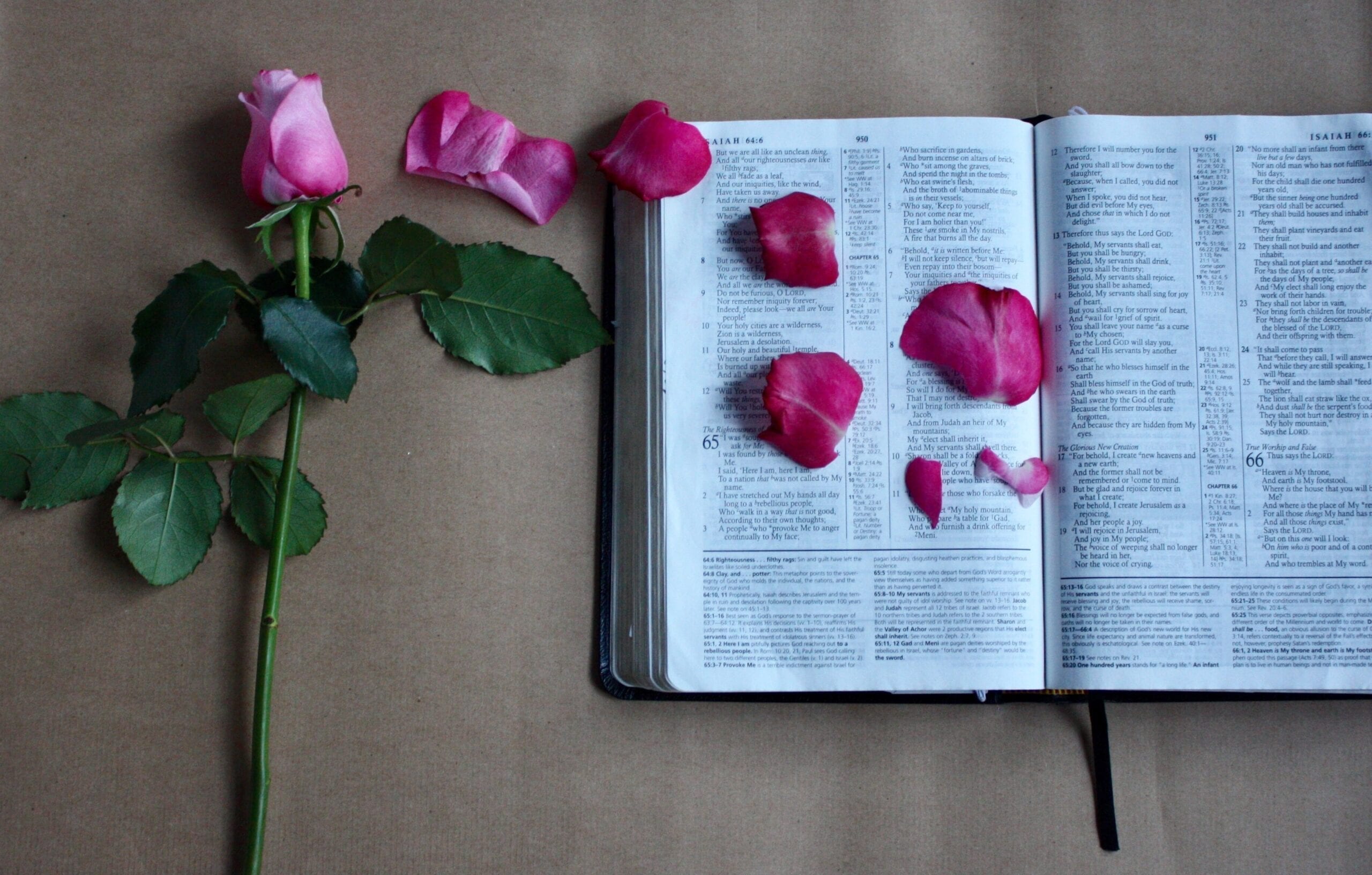 Rose with petals falling on a bible