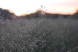 Field