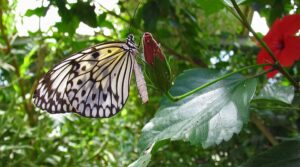Butterfly in the light