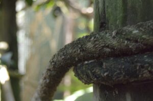puppet rope