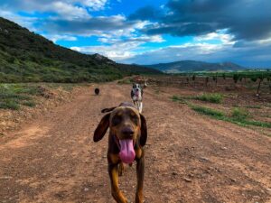 Joy Dogs
