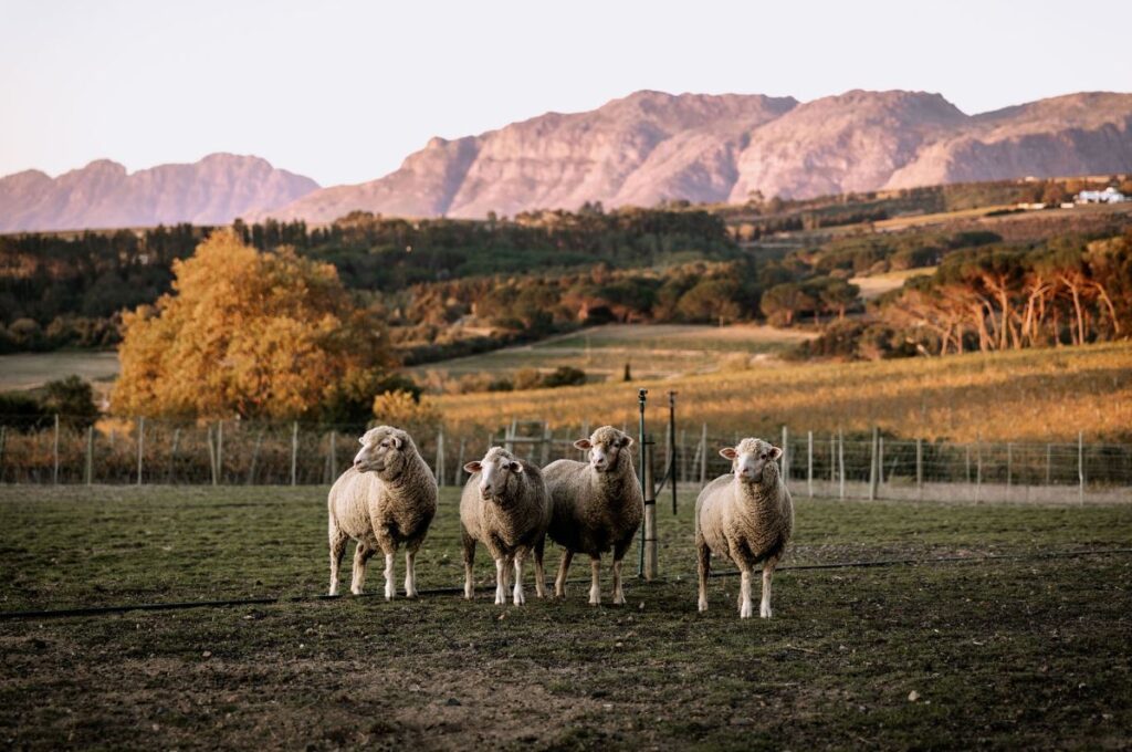 sheep in a valley