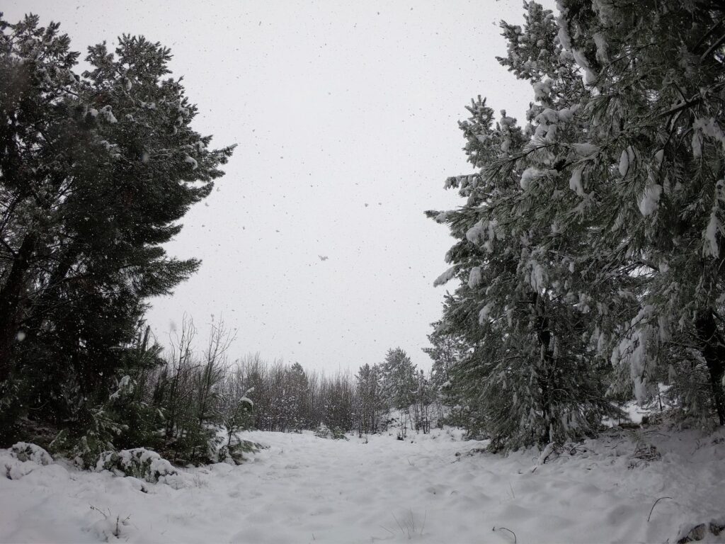trees in the snow
