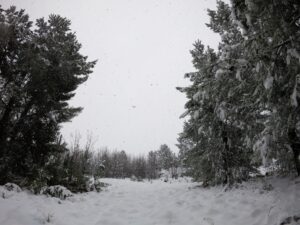 trees in the snow