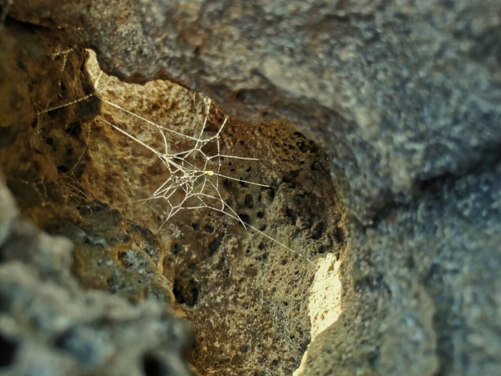 spider web