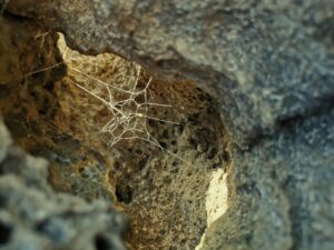 spider web